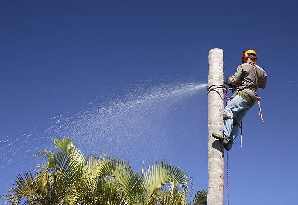 Leaf Removal in Aransas Pass, TX