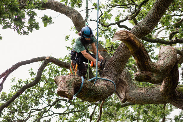 Best Root Management and Removal  in Aransas Pass, TX